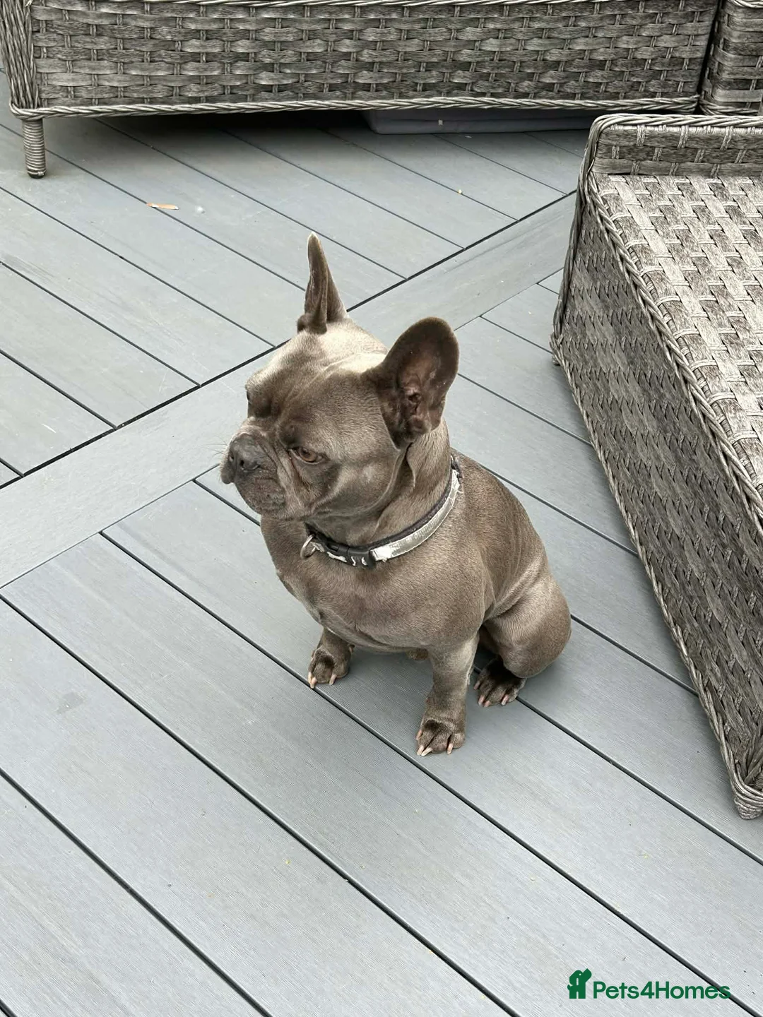 French Bulldog dogs for sale: 6 year old Frenchie blue male  in Barnsley - Advert 1