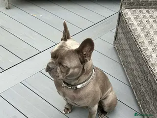 French Bulldog dogs 6 year old Frenchie blue male - Advert 1