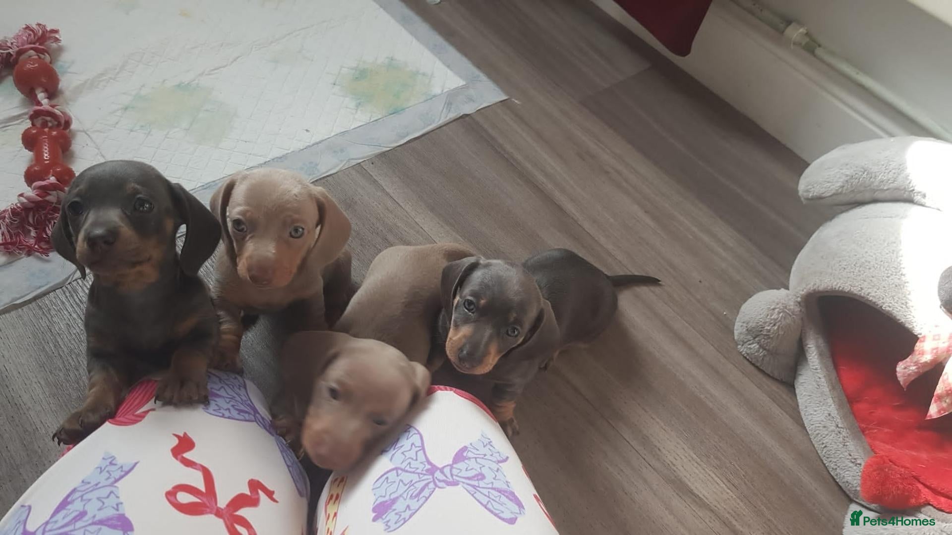 Miniature Dachshund dogs for sale: SMOOTH HAIRED MINIATURE DACHSHUND'S FOR SALE - Advert 2