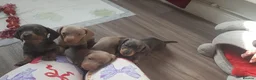 Miniature Dachshund dogs for sale: SMOOTH HAIRED MINIATURE DACHSHUND'S FOR SALE in Falkirk - Advert 7