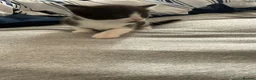 American Shorthair cats for sale: Gorgeous kittens for sale - Advert 7
