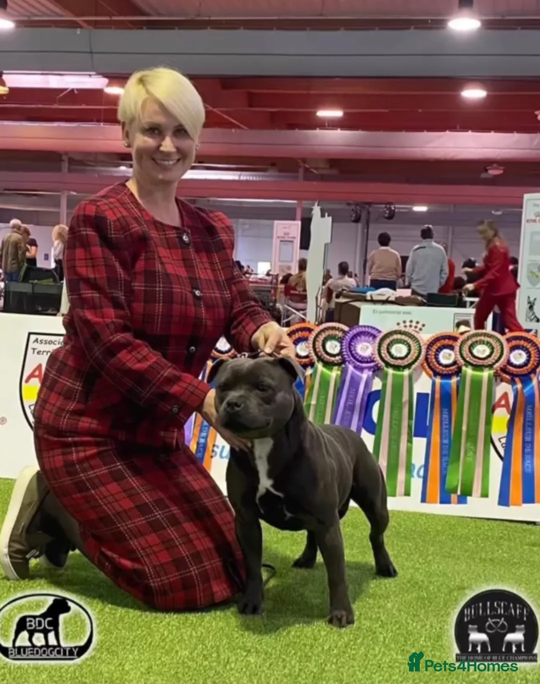 Staffordshire Bull Terrier dogs for sale: PHARAON PUPPIES 🏆 STAFFORDSHIRE BULL TERRIERS  - Advert 2
