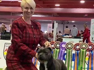 Staffordshire Bull Terrier dogs PHARAON PUPPIES 🏆 STAFFORDSHIRE BULL TERRIERS - Advert 1