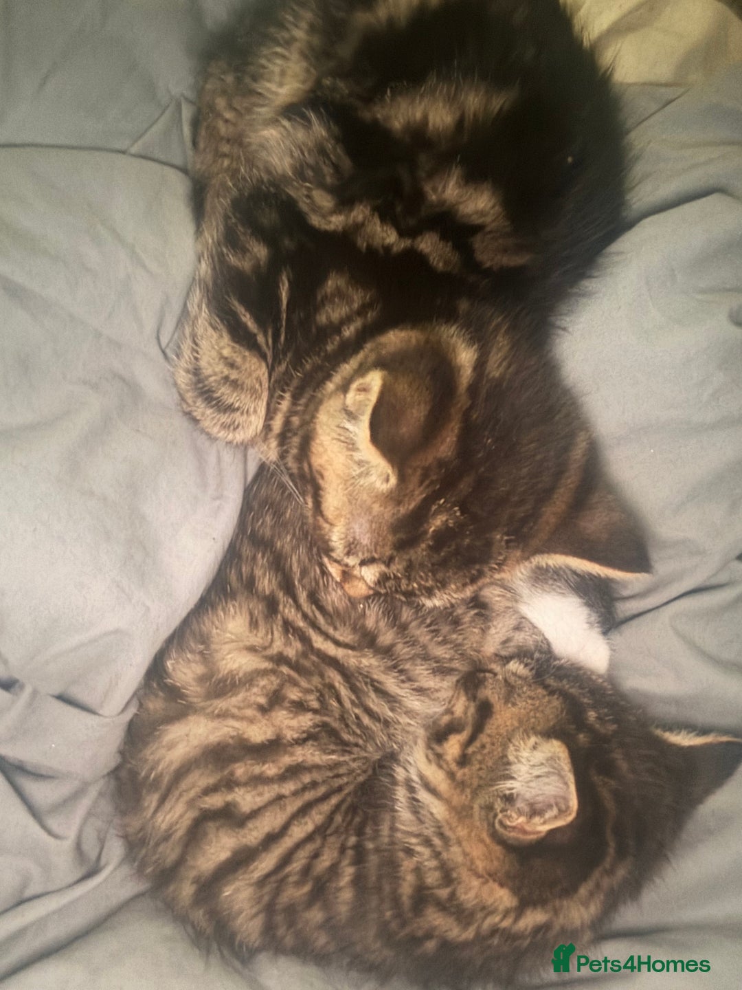Mixed Breed cats for sale: Adorable 3 month old kittens  - Advert 8