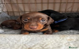 Miniature Dachshund dogs for sale: Miniature Smooth Dachshund puppies  - Image 4
