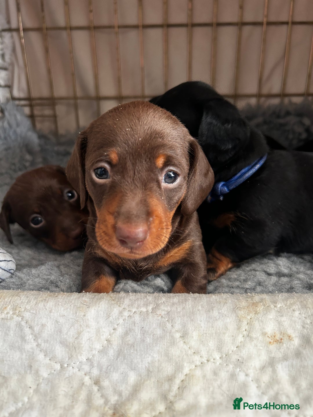 Miniature Dachshund dogs for sale: Miniature Smooth Dachshund puppies  - Image 4