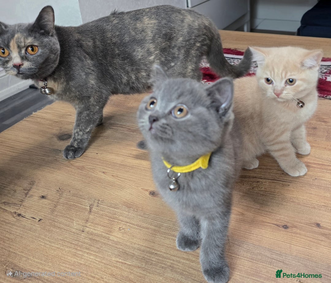 British Shorthair cats for sale: Female  - Image 7