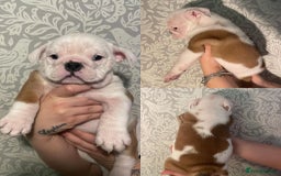 English Bulldog dogs for sale: British bulldog puppies - Image 4
