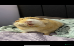 Guinea Pig rodents for sale: Geralt and Nugget  - Image 6