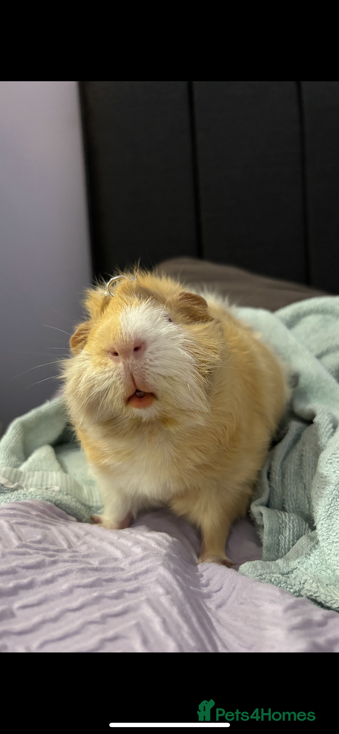 Guinea Pig rodents for sale: Geralt and Nugget  - Image 6