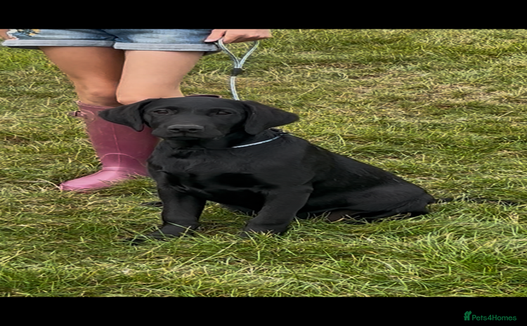 Labrador Retriever dogs - Advert 4