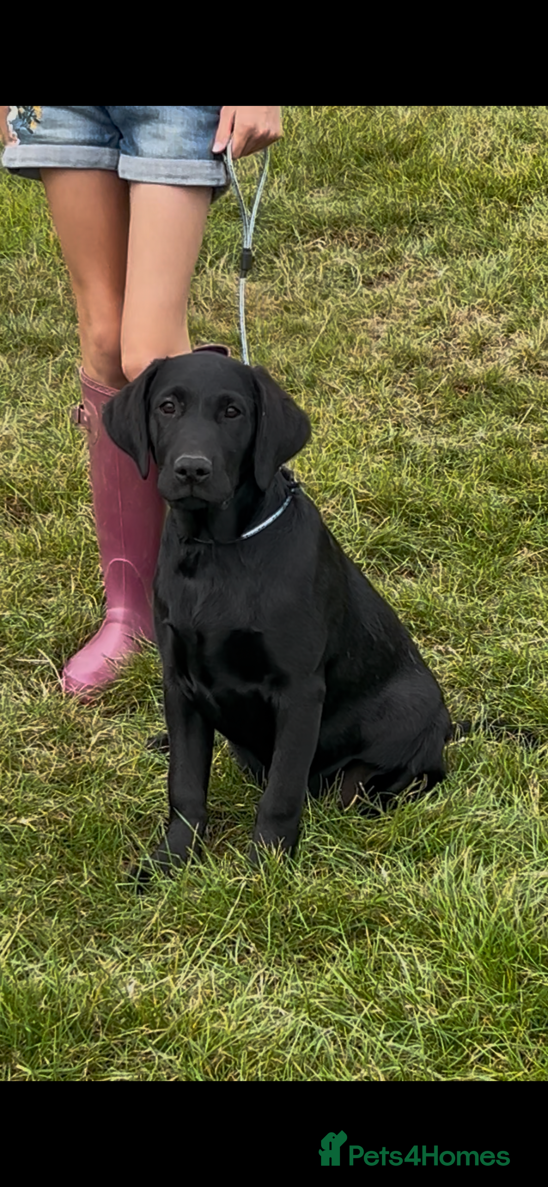 Labrador Retriever dogs for sale: Labrador  - Image 1
