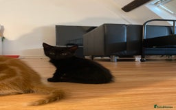 Mixed Breed cats for sale: Gorgeous Kittens - Image 10