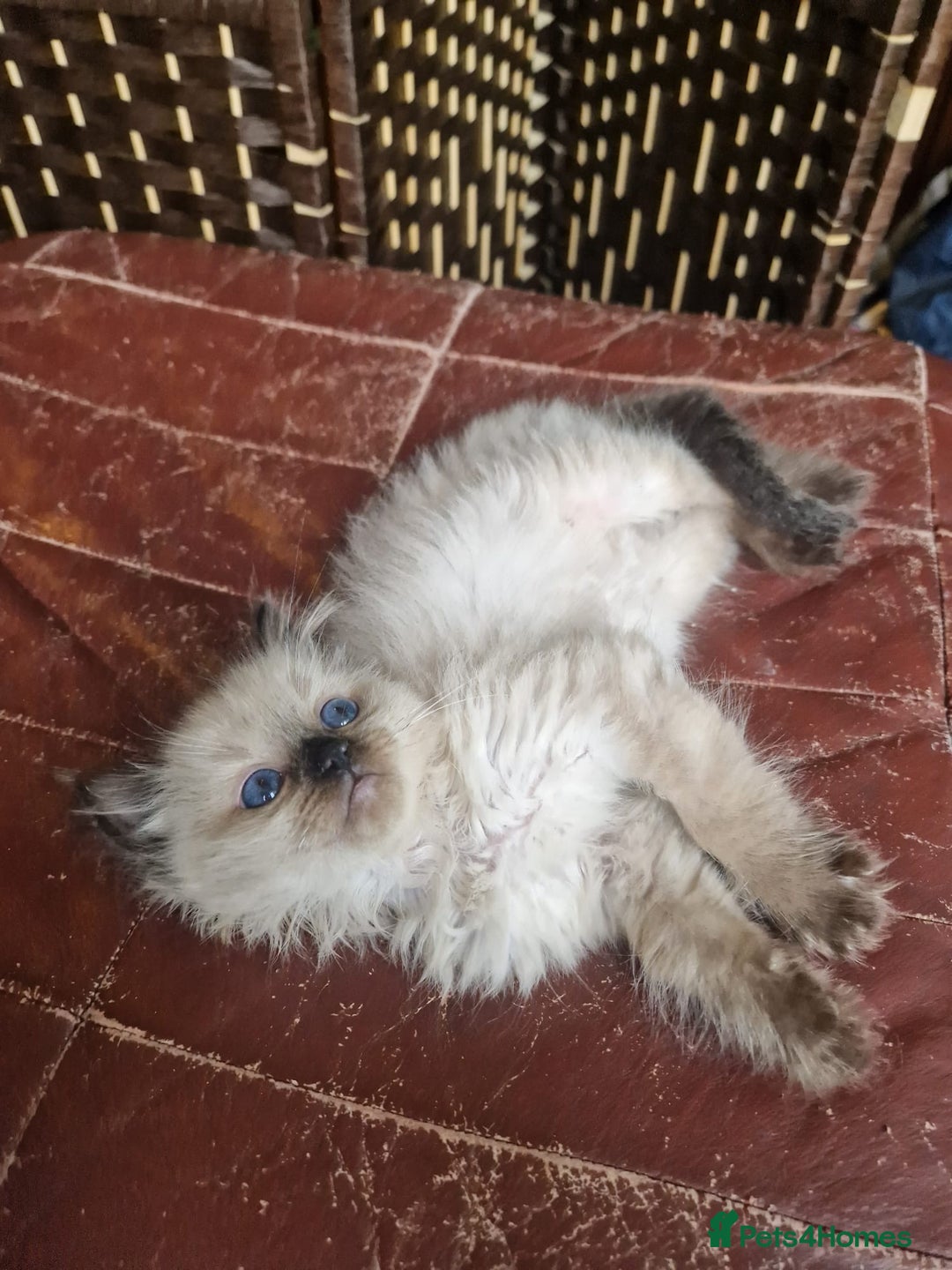 Ragdoll cats for sale: 1 sweet Ragdoll boy looks for a loving family  - Image 27
