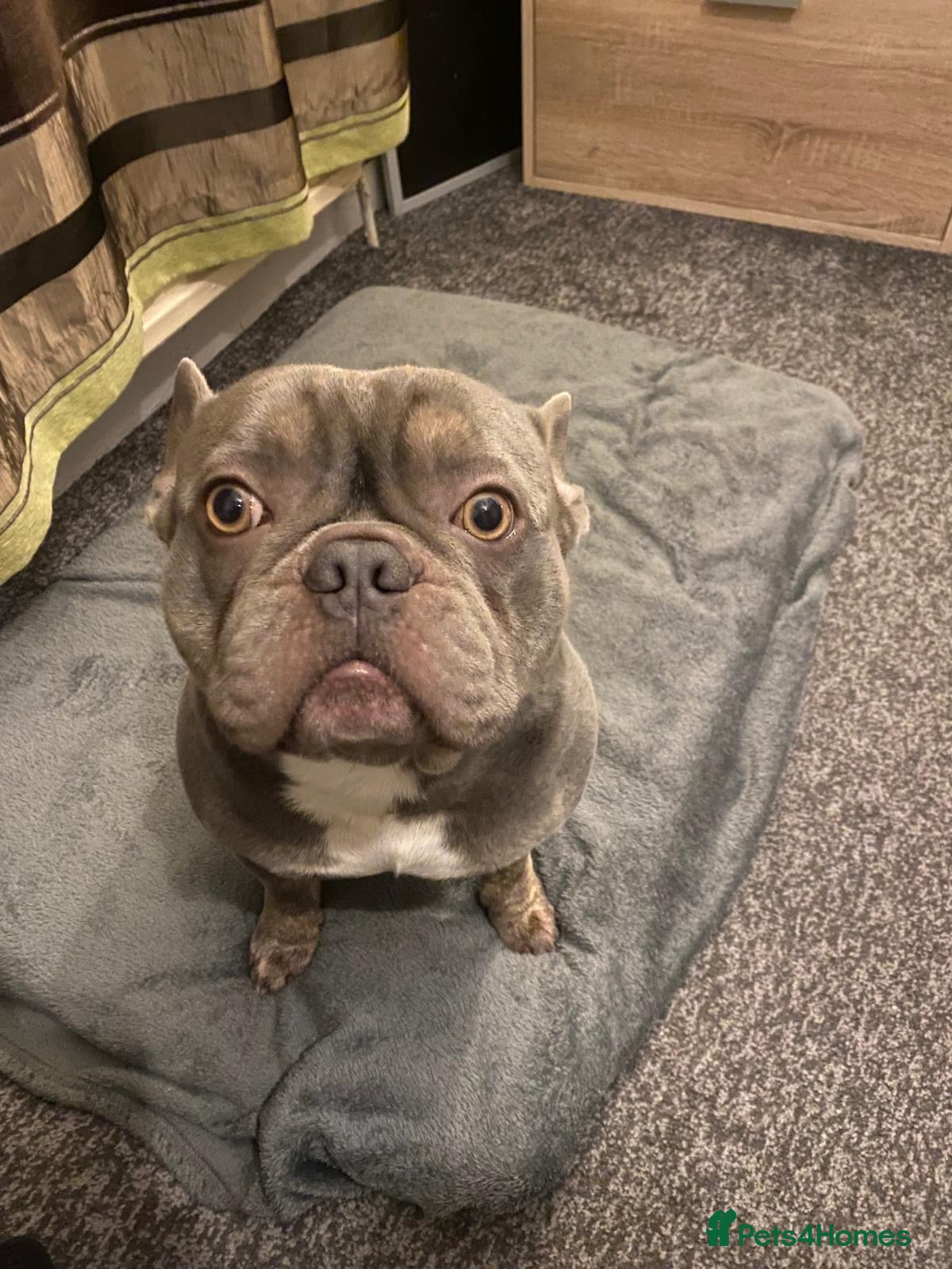 French Bulldog dogs Cloud needs a girlfriend… - Advert 2