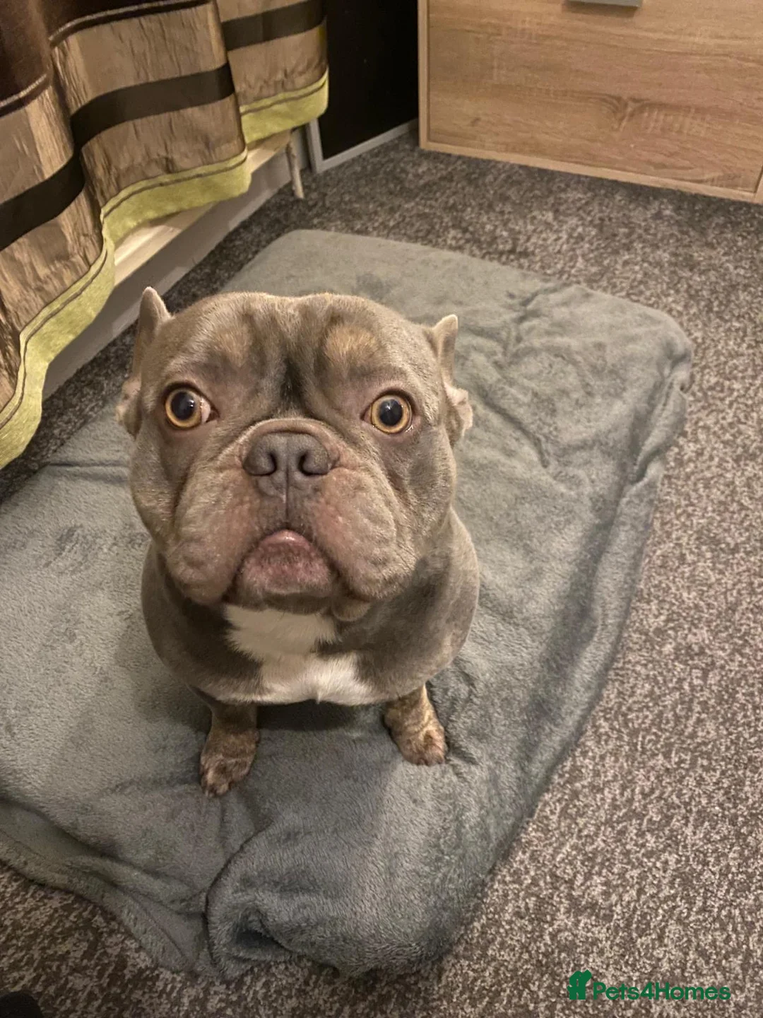 French Bulldog dogs for stud: Stud - French Bulldog - Lilac - Advert 1