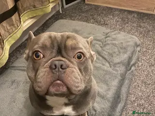 French Bulldog dogs Cloud needs a girlfriend… - Advert 2