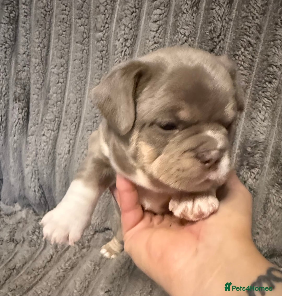 Mixed Breed dogs for sale: Frenchie cross puppy’s (80% frenchie) - Advert 15