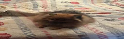 Pomeranian dogs for sale: Pomeranian female free - Advert 6