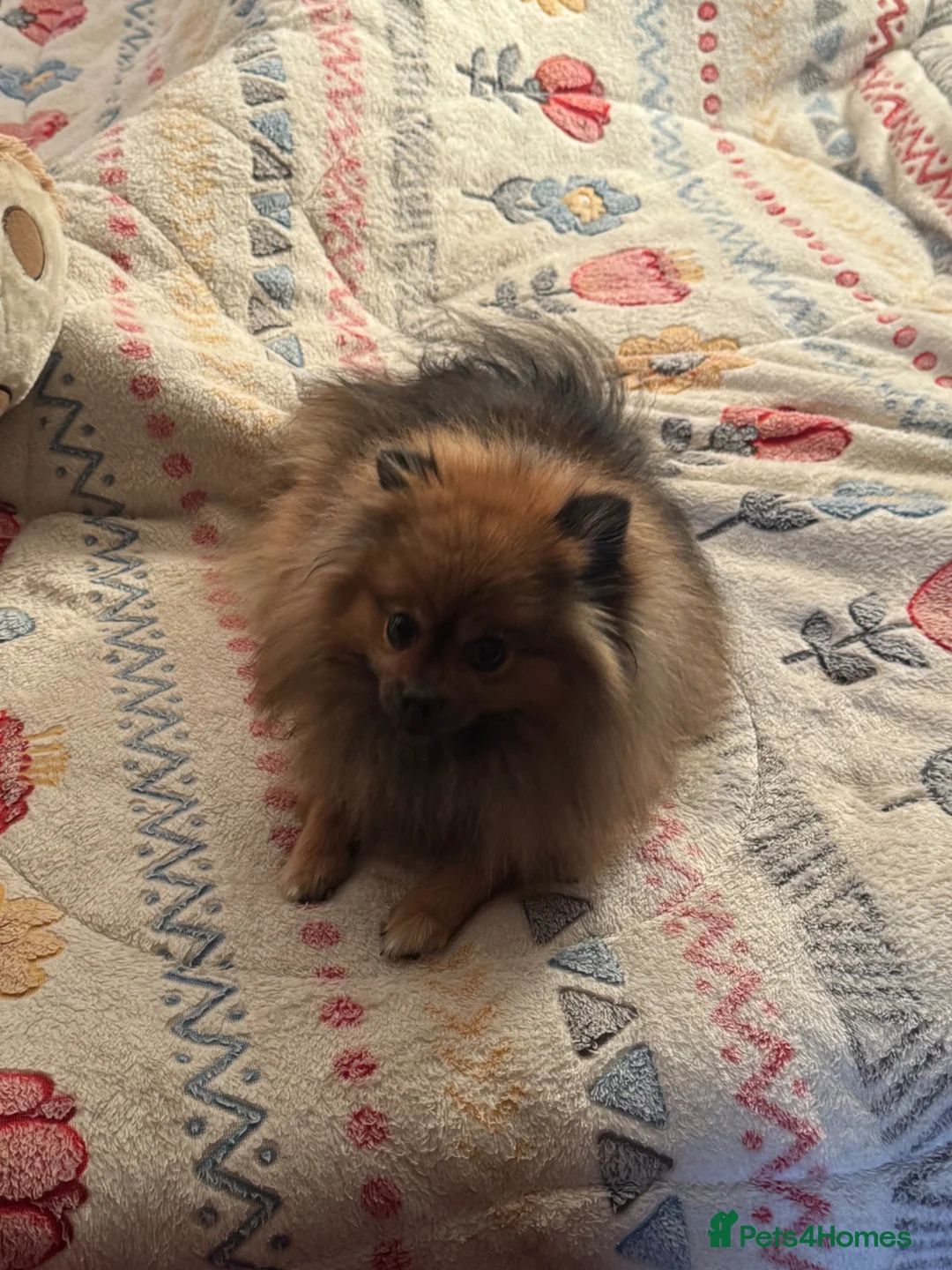 Pomeranian dogs for sale: Pomeranian female free - Advert 6