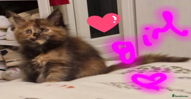 Maine Coon cats - Advert 8