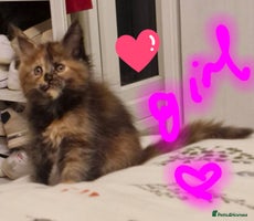 Maine Coon cats - Advert 1