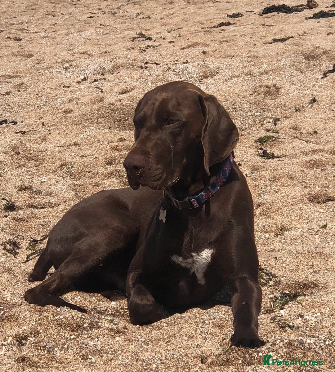German Shorthaired Pointer dogs for stud: Stud dog available  - Advert 5