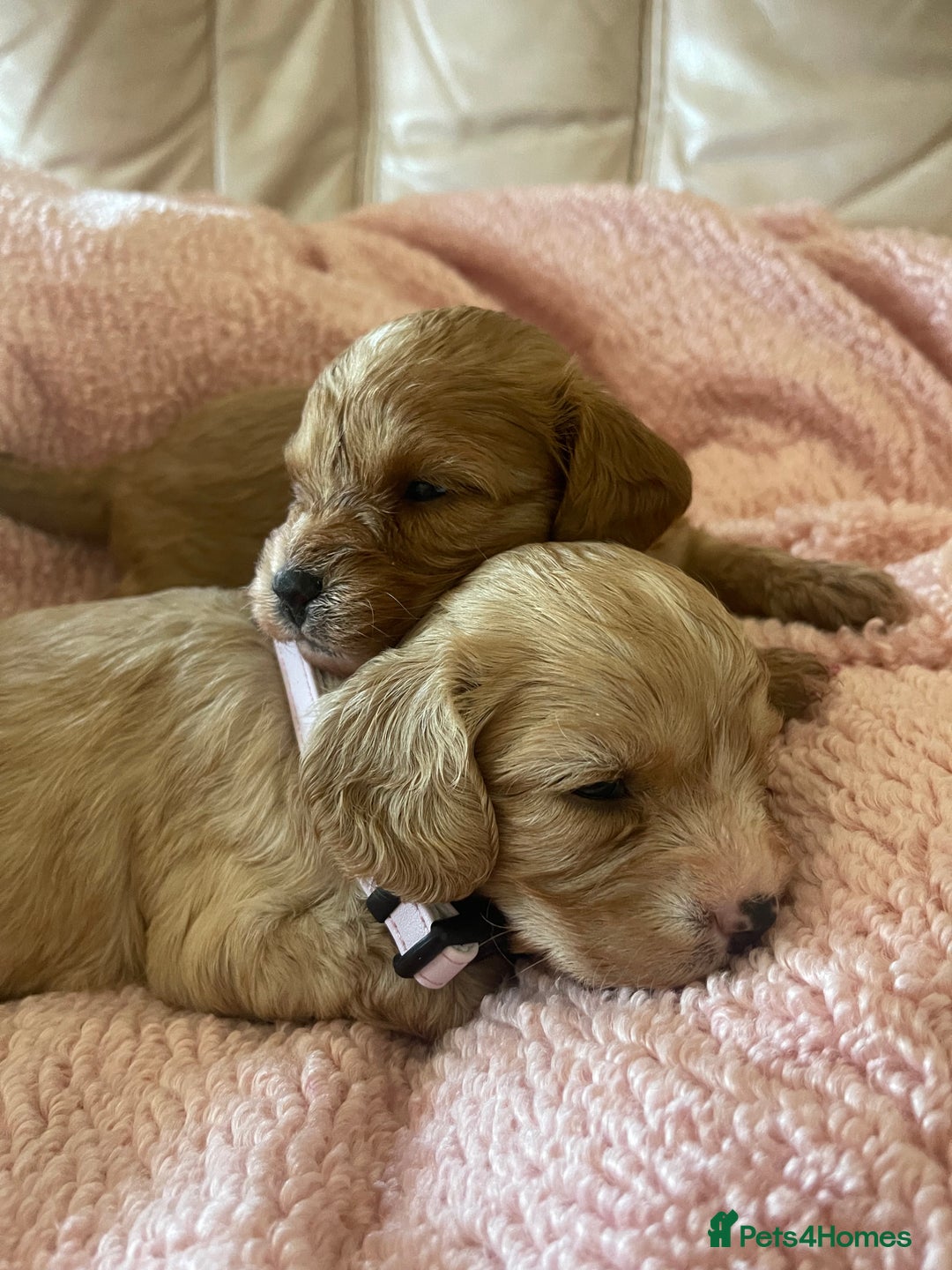 Cavapoo dogs for sale: Adorable toy Cavapoo pups apricot or fox red  - Image 24