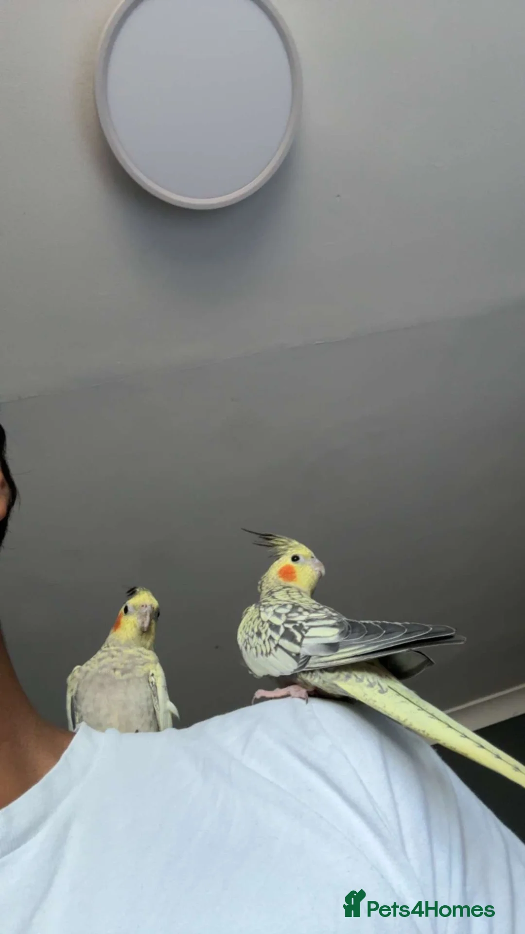 Cockatiels birds for sale: 2  young hand  tamed cockatiels for sale - Advert 2