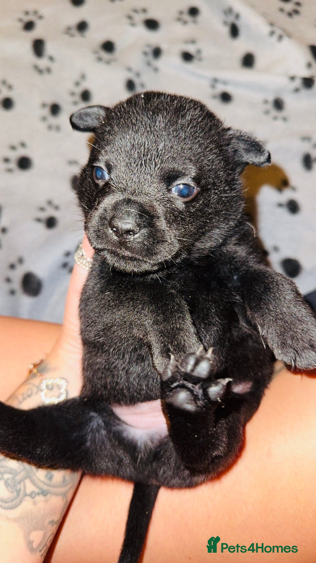 Mixed Breed dogs for sale: Frenchie/ chow puppies  - Image 5