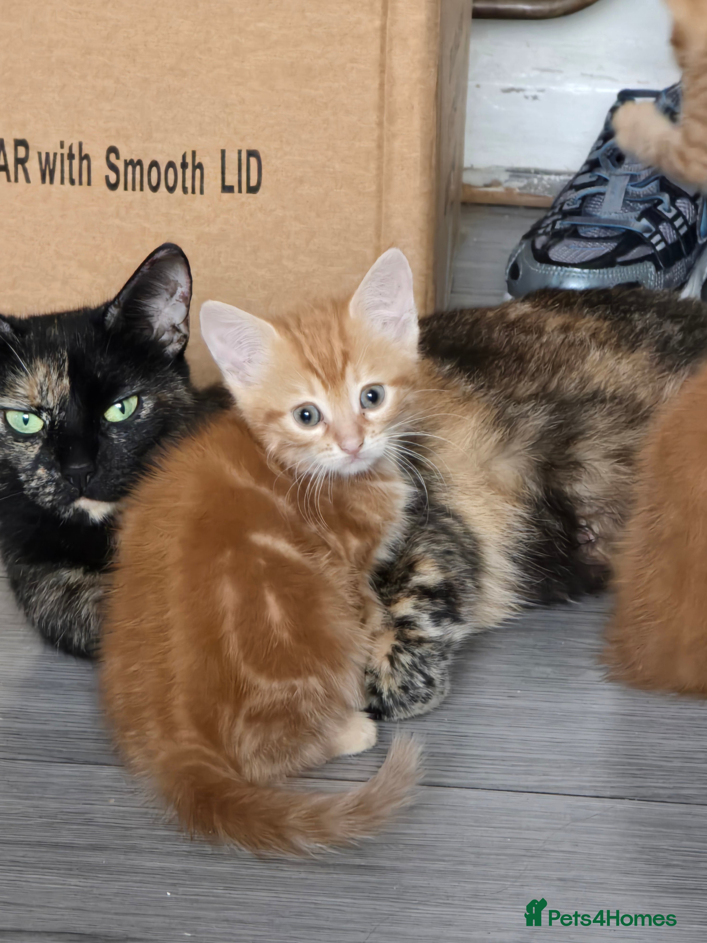 British Shorthair cats 4 kittens Ginger & Tabby Ready for new Homes - Advert 2