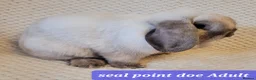 Mini Lop rabbits for sale: Beautiful pure bred mini lops - Advert 10