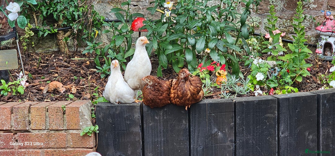 Hens poultry for sale:  FREE chickens 2 Rhode island Reds & 2 Leghorns - Image 12