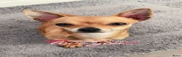 Chihuahua dogs for sale: Lovely boy Bingo🐾🐾 - Advert 2