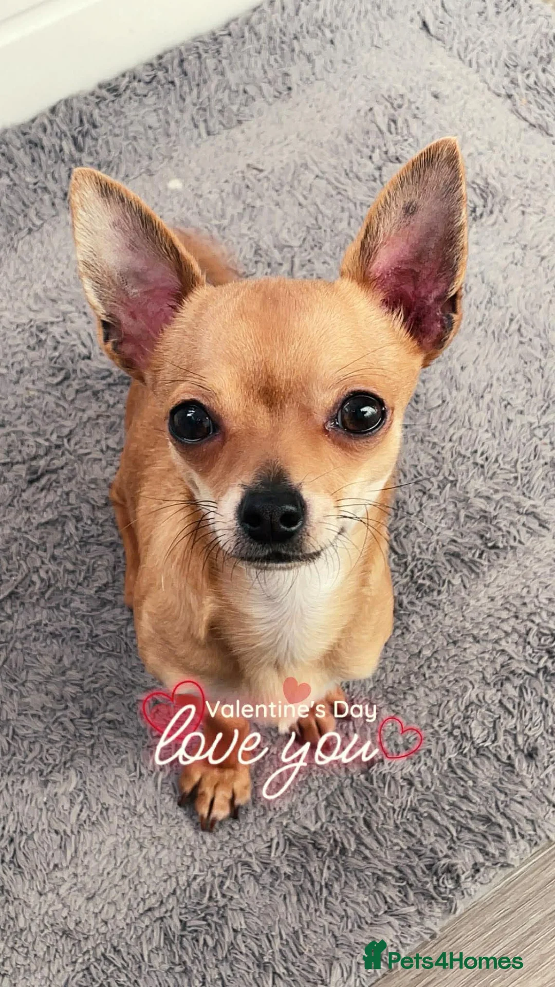 Chihuahua dogs for sale: Lovely boy Bingo🐾🐾 - Advert 2