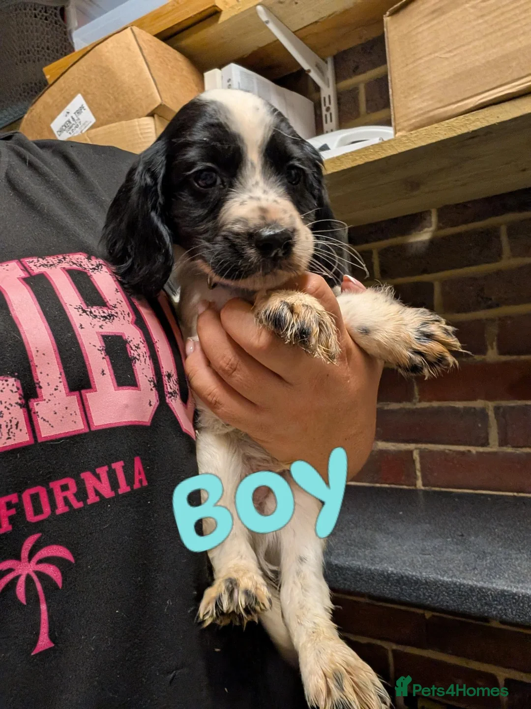 Sprocker dogs for sale: Five stunning Sprocker Spaniel Puppies - Advert 8