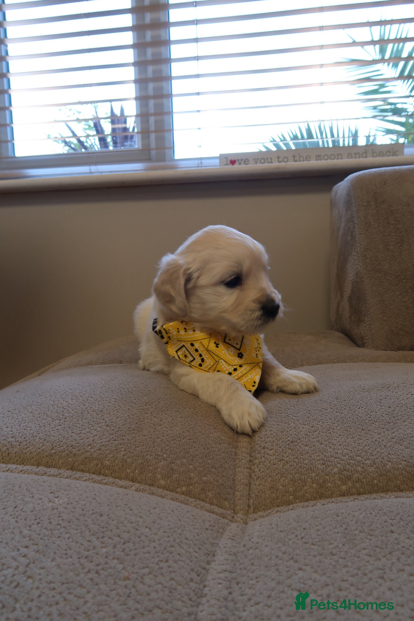 Golden Retriever dogs for sale: Pure bread puppies - Advert 8