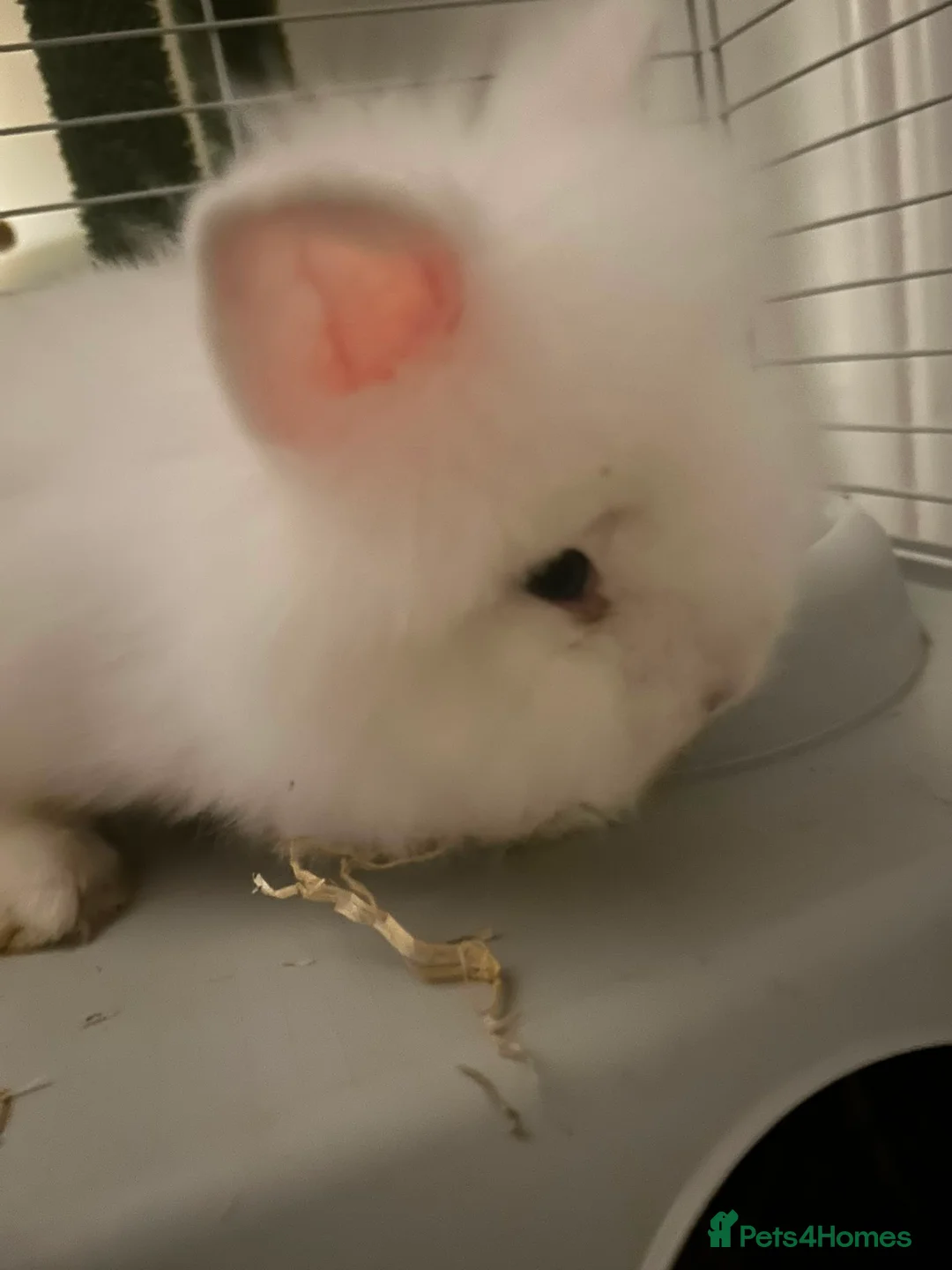Lionhead rabbits for sale: White pure lion head with blue eyes come with cage - Advert 2