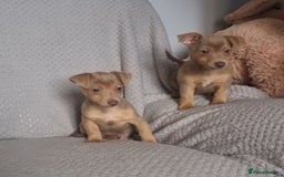 Jack Russell dogs for sale: Miniature jack Russell's only 3 available now - Image 31
