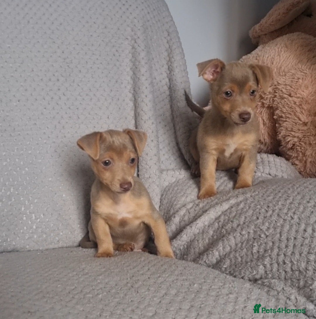 Jack Russell dogs for sale: Miniature jack Russell's only 3 available now - Image 31