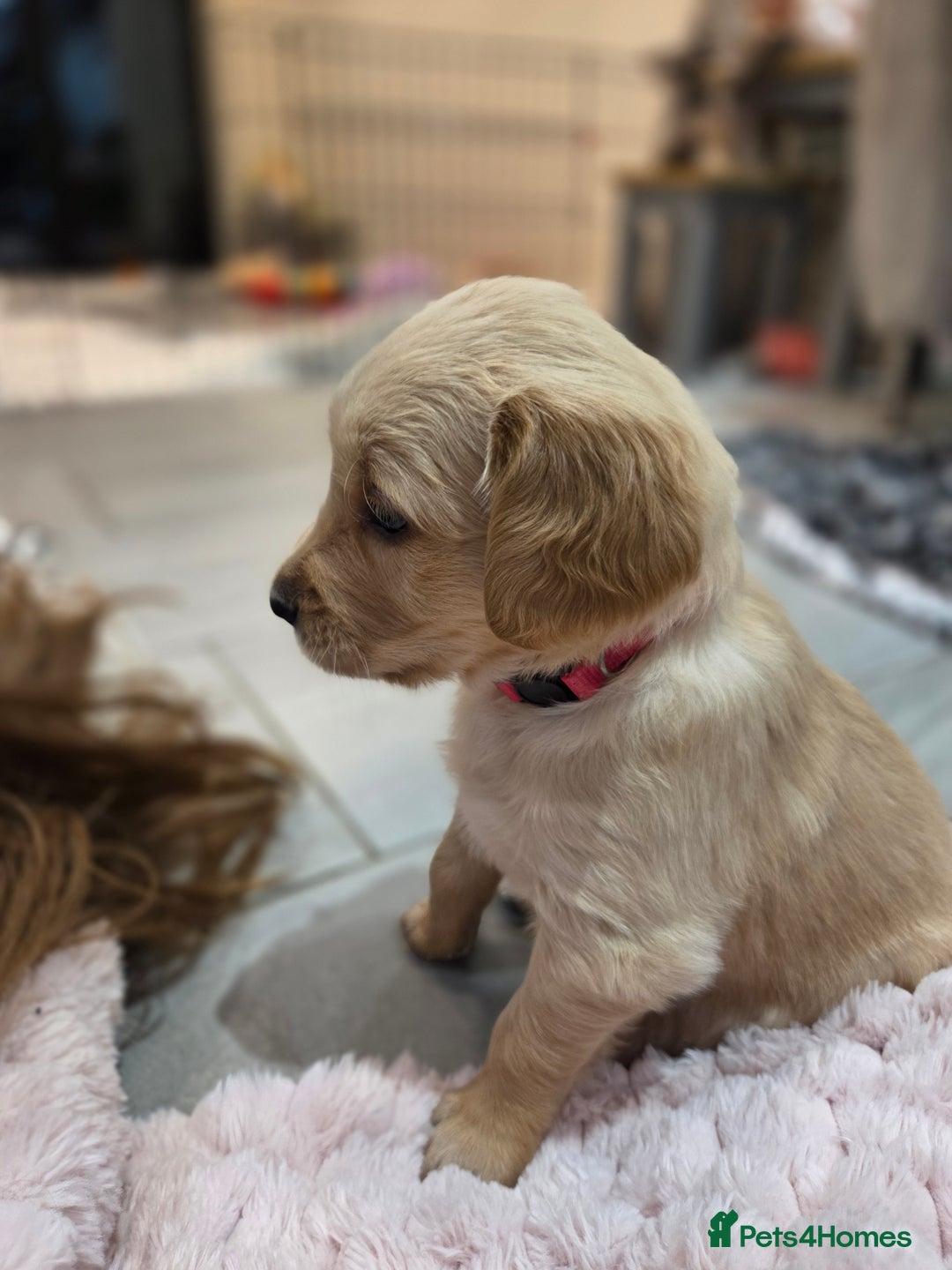 Golden Retriever dogs for sale: KC registered Beautiful Golden retriever puppies  - Advert 41