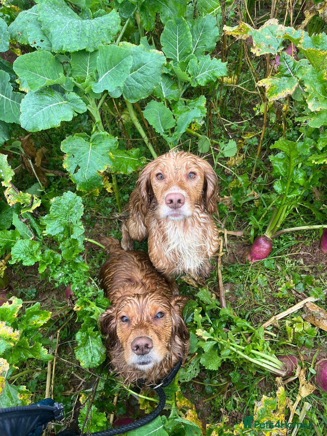 Cocker Spaniel dogs for sale: Stunning golden cocker spaniel puppies  - Image 11