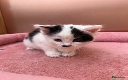 Mixed Breed cats for sale: Black kitten and white&black kitten available  - Image 6