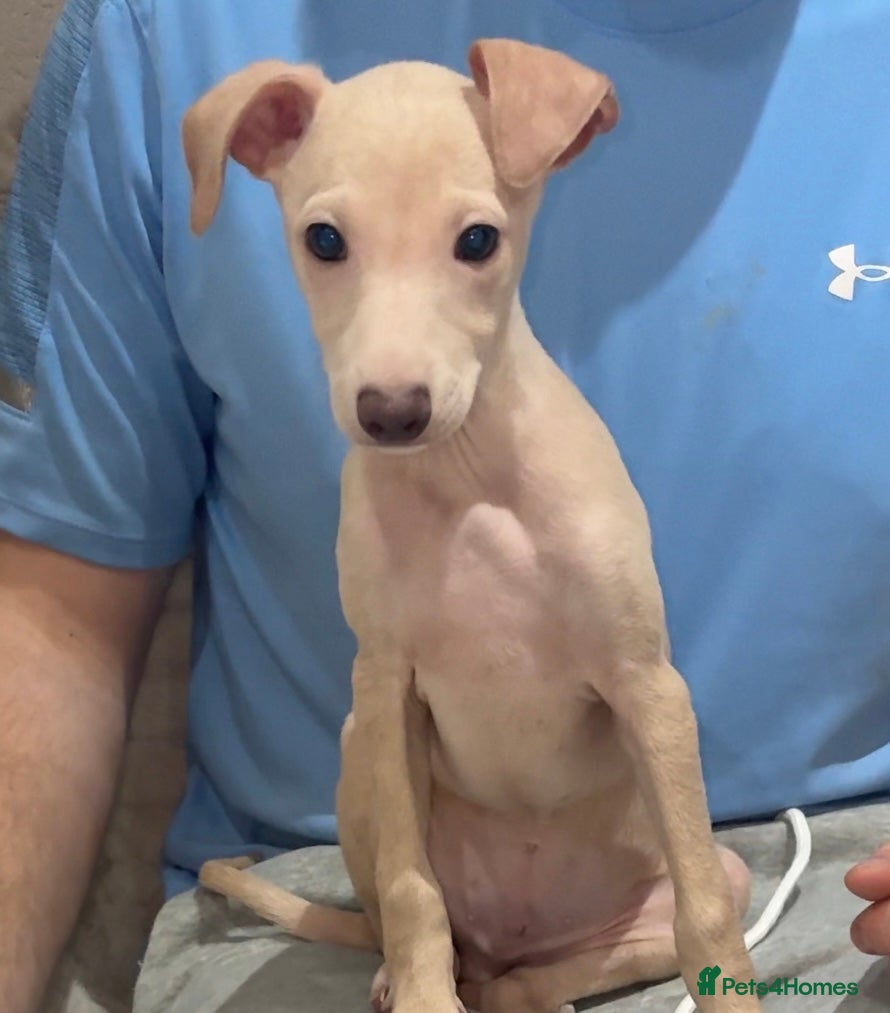 Italian Greyhound dogs STUNNING BOYS READY TO LEAVE💙💙 - Advert 10