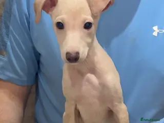 Italian Greyhound dogs STUNNING BOYS READY TO LEAVE💙💙 - Advert 10