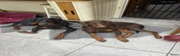 Dobermann dogs for stud: Doberman for stud health tested  - Advert 15