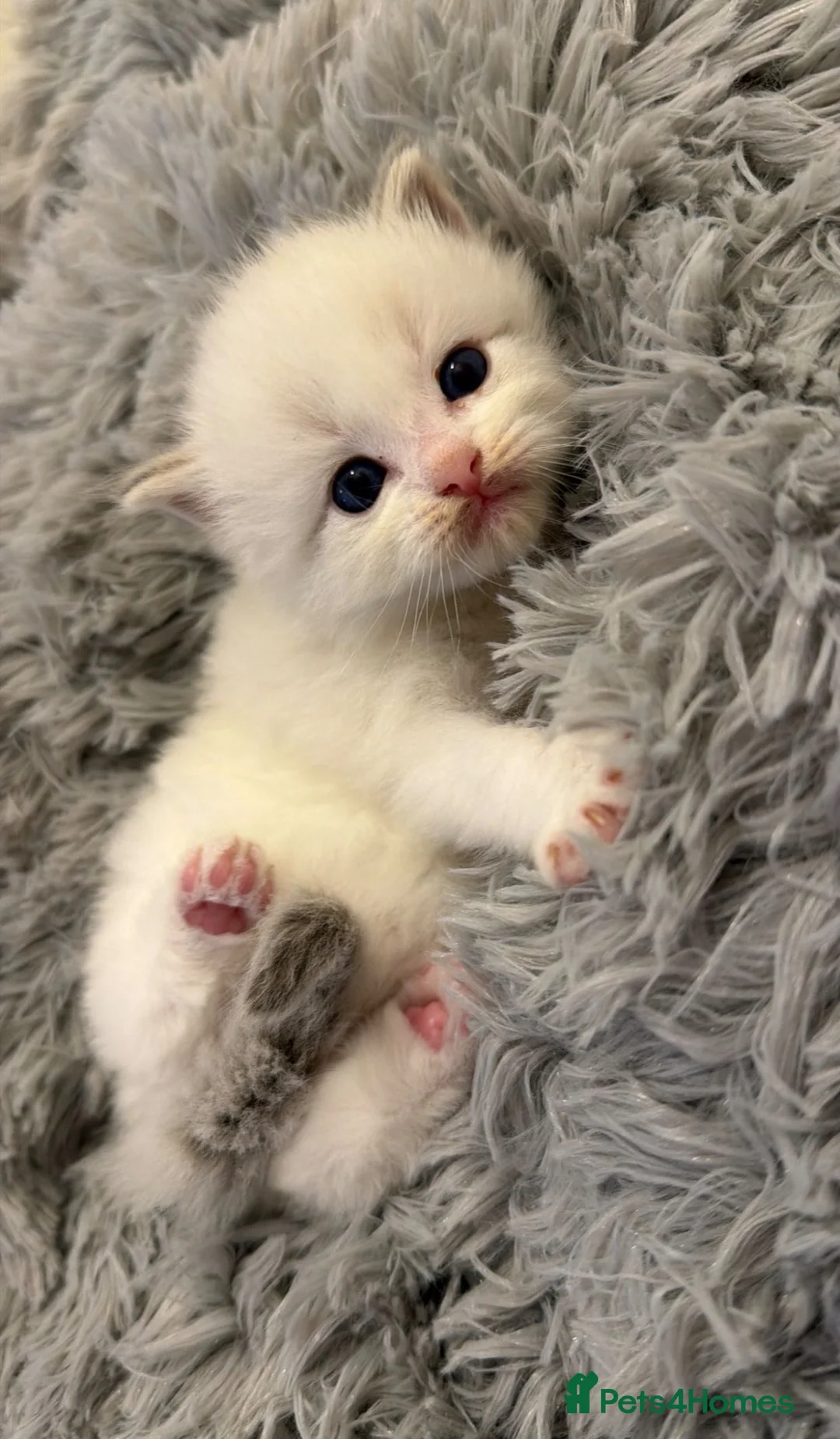 Ragdoll cats for sale: Blue Lynx Bi-colour European  - Advert 2