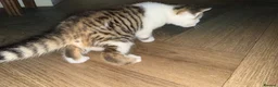 Mixed Breed cats for sale: 4 stunning kittens with unique markings for sale - Advert 1