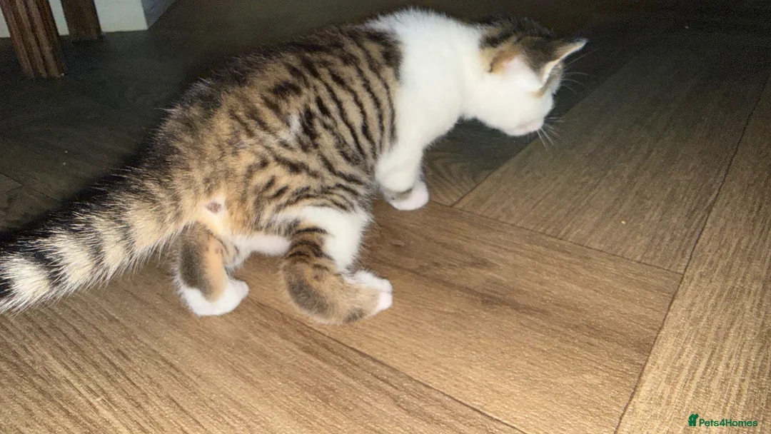 Mixed Breed cats for sale: 4 stunning kittens with unique markings for sale - Advert 1
