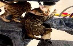 Bengal cats for sale: Brown rosetted male bengal kittens, TICA reg - Image 8